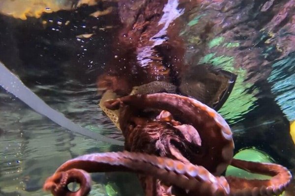 Kraken вход