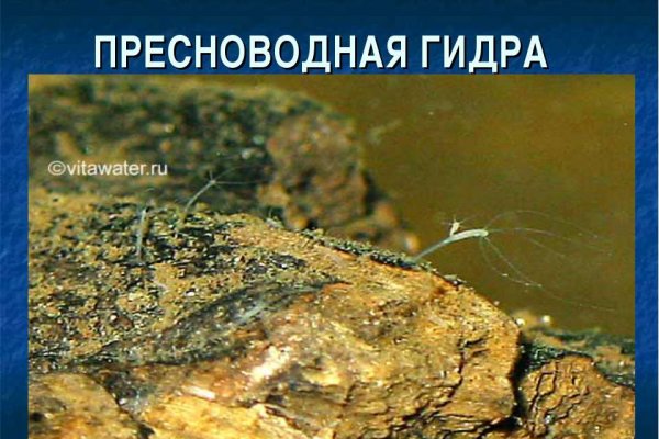 Почему в кракене пользователь не найден